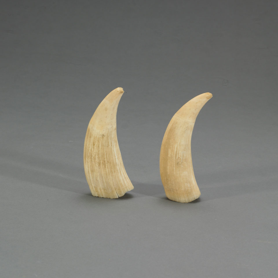 Appraisal: Unidentified TWO TEETH ivory height x width x depth cm