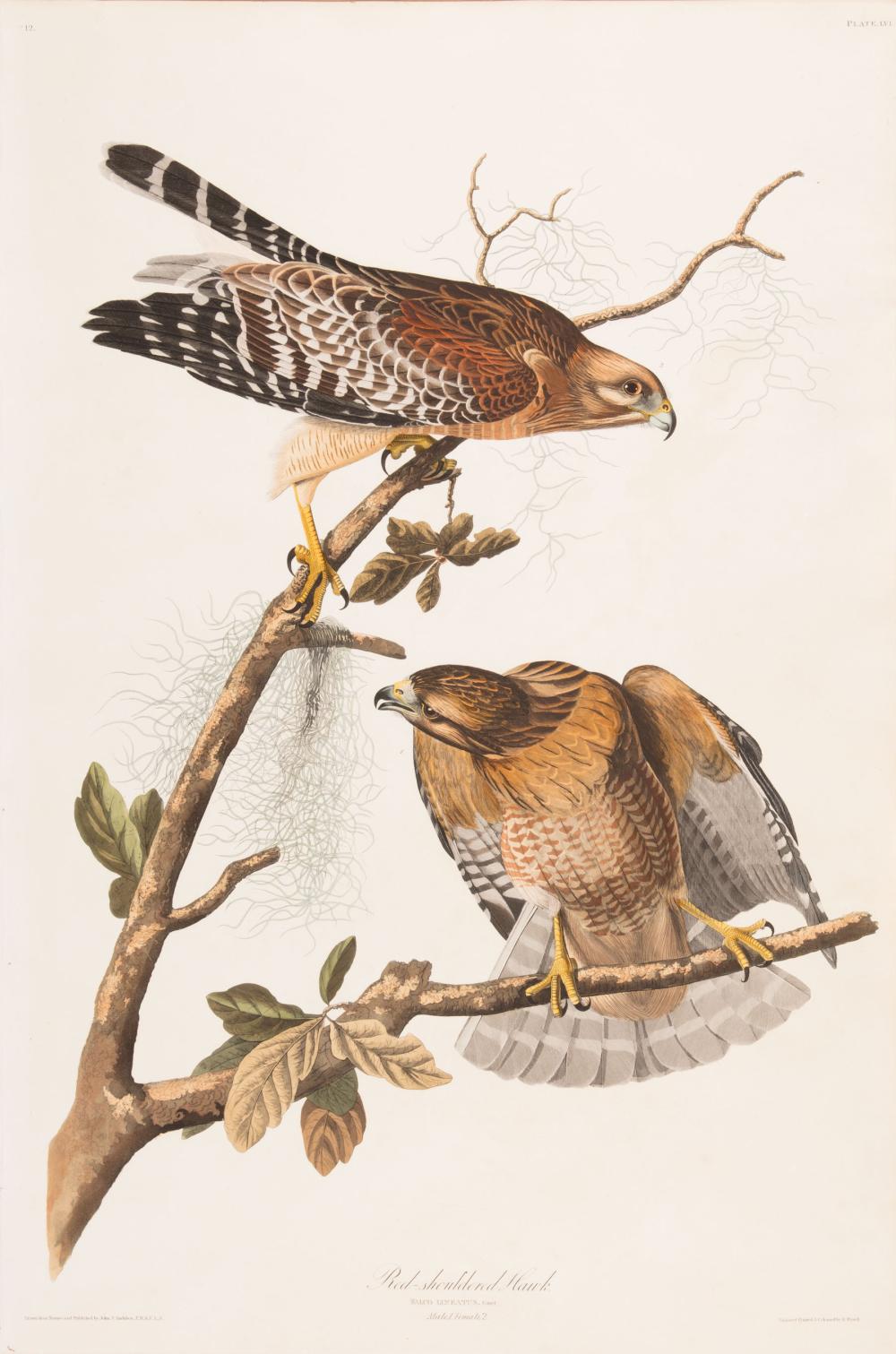 Appraisal: John James Audubon American - Red-shouldered Hawk Plate hand-colored aquatint