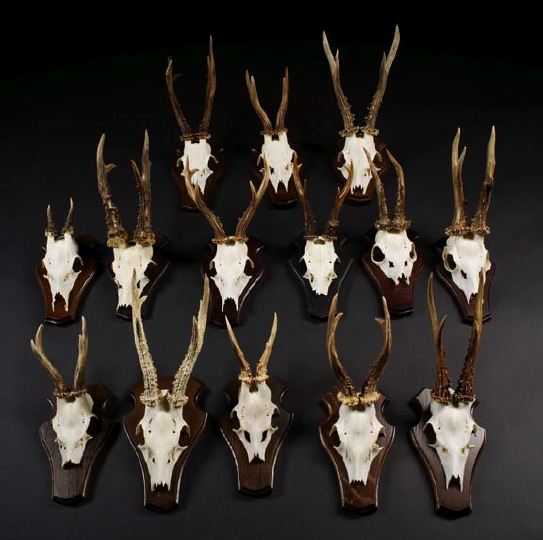 Appraisal: Trio of Alpine Chamois Antlers on oak backplates of stylized