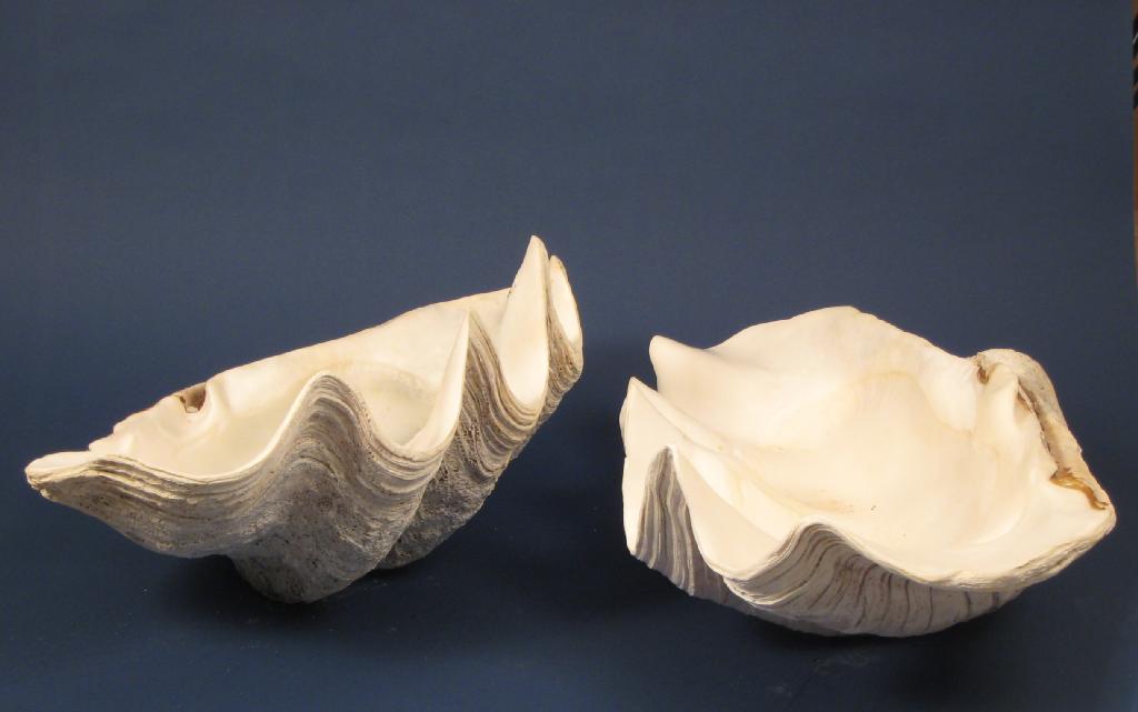 Appraisal: Pair of Giant Clam Shells in W