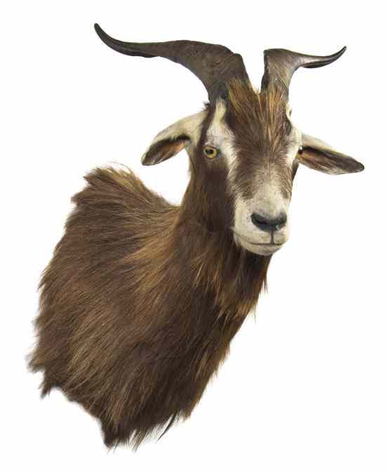 Appraisal: A Taxidermy Goat Shoulder Mount Height inches