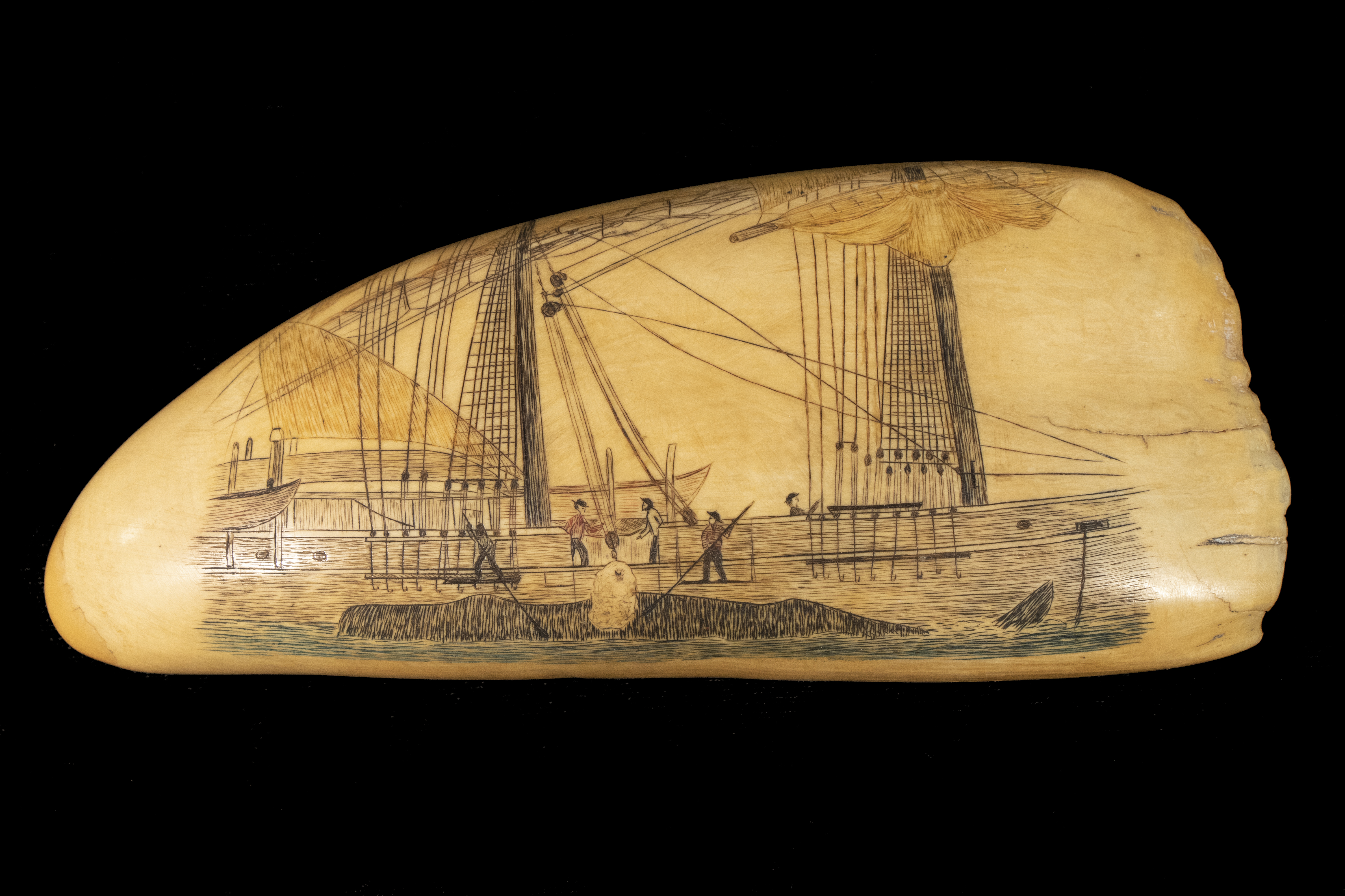 Appraisal: SCRIMSHAW SPERM WHALE TOOTH Cutting Blubber polychrome depicting a crew