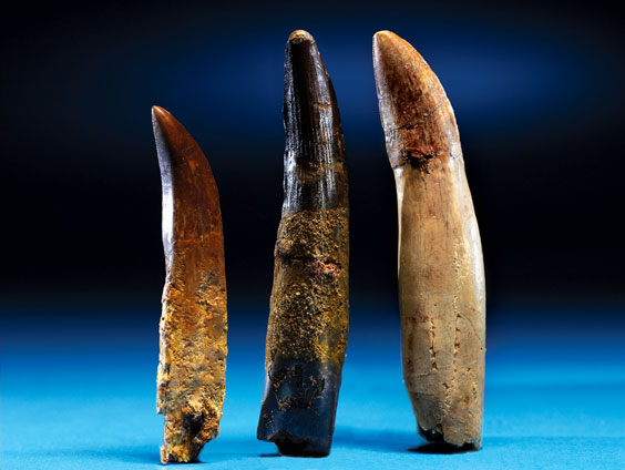 Appraisal: THREE LARGE DINOSAUR TEETH WITH COMPLETE ROOTS Carcharodontosaurus saharicus Spinosaurus