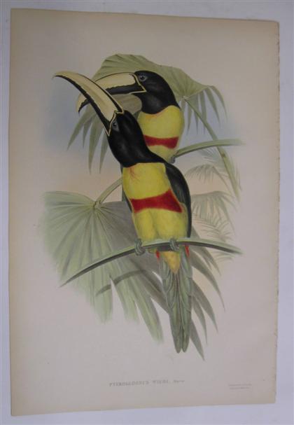 Appraisal: piece Hand-Colored Lithograph Gould J E Prince Maximillian's Arcari London