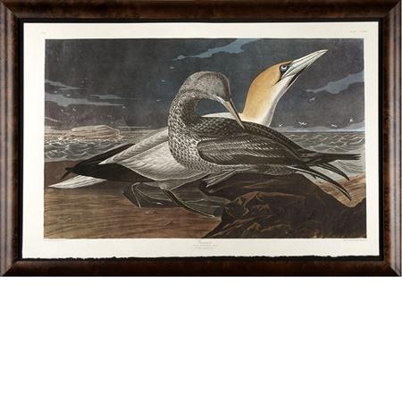 Appraisal: After John James Audubon GANNET Color reproduction from The Birds