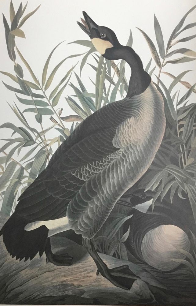 Appraisal: Audubon Canadian Goose by Bernard Loates A limited edition M