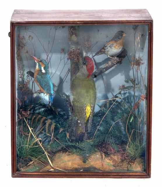 Appraisal: A PRESERVED GREEN WOODPECKER together with a preserved brambling and