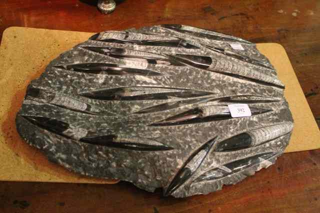 Appraisal: A LARGE POLISHED FOSSIL NAUTILOID Orthoceras species Morocco Ordovician Period