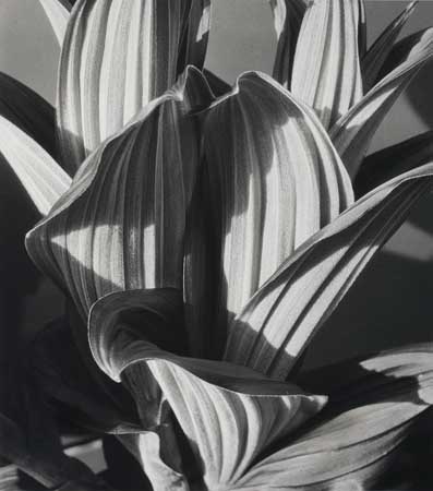 Appraisal: CUNNINGHAM IMOGEN - False Hellebore Glacial Lily Silver print x