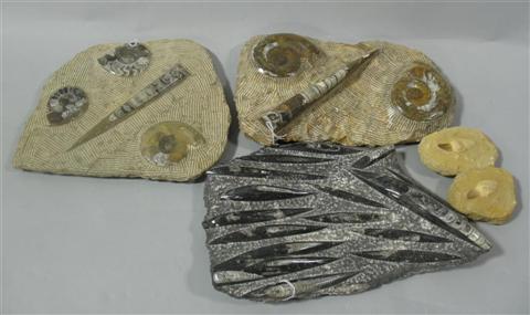 Appraisal: COLLECTION OF FOSSIL SPECIMENS Comprising a slab of material containing