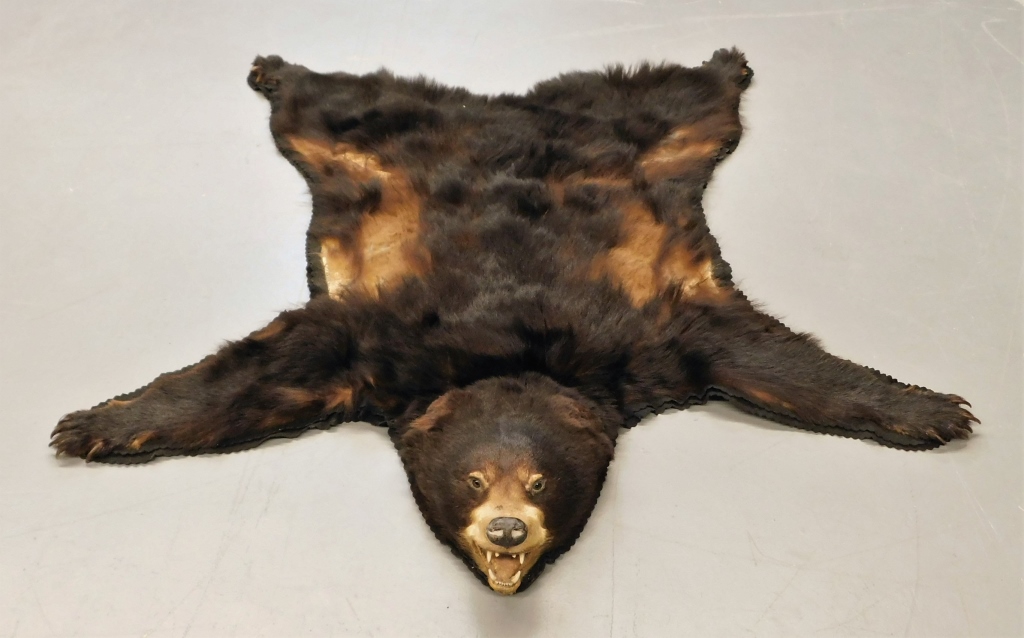 Appraisal: TAXIDERMY BEAR SKIN RUG United States Early th CenturyBear skin