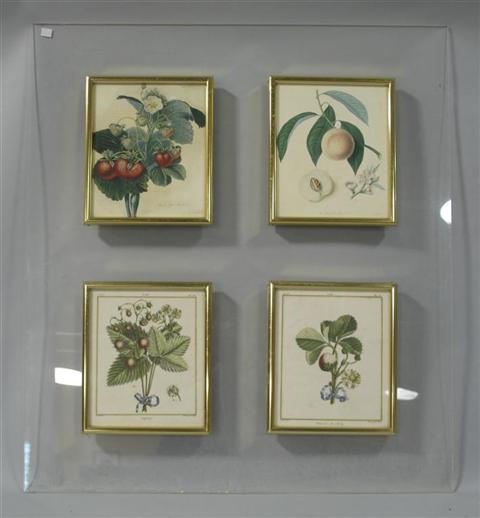 Appraisal: GROUP OF FOUR BOTANTICAL PRINTS Mounted on plexi-glass - h