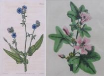 Appraisal: Set of Two Flower Prints First of lot is a