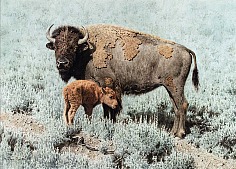 Appraisal: Tucker Smith Present Bison with Calfwatercolor on paper x sight