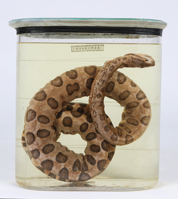 Appraisal: A PRESERVED ANACONDA coiled up in a glass jar the