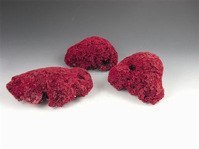 Appraisal: Three pieces of red coral the longest in cm long