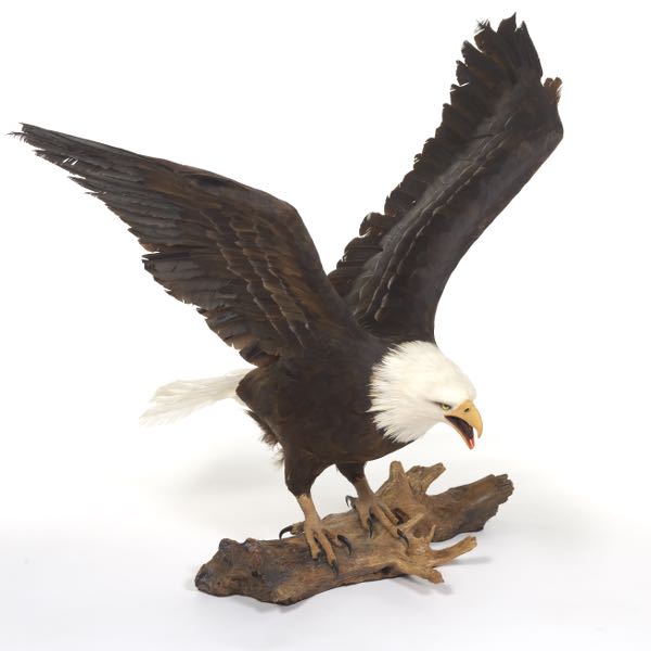 Appraisal: MIKE DAVIS AMERICAN CONTEMPORARY x x America's Great Bald Eagle