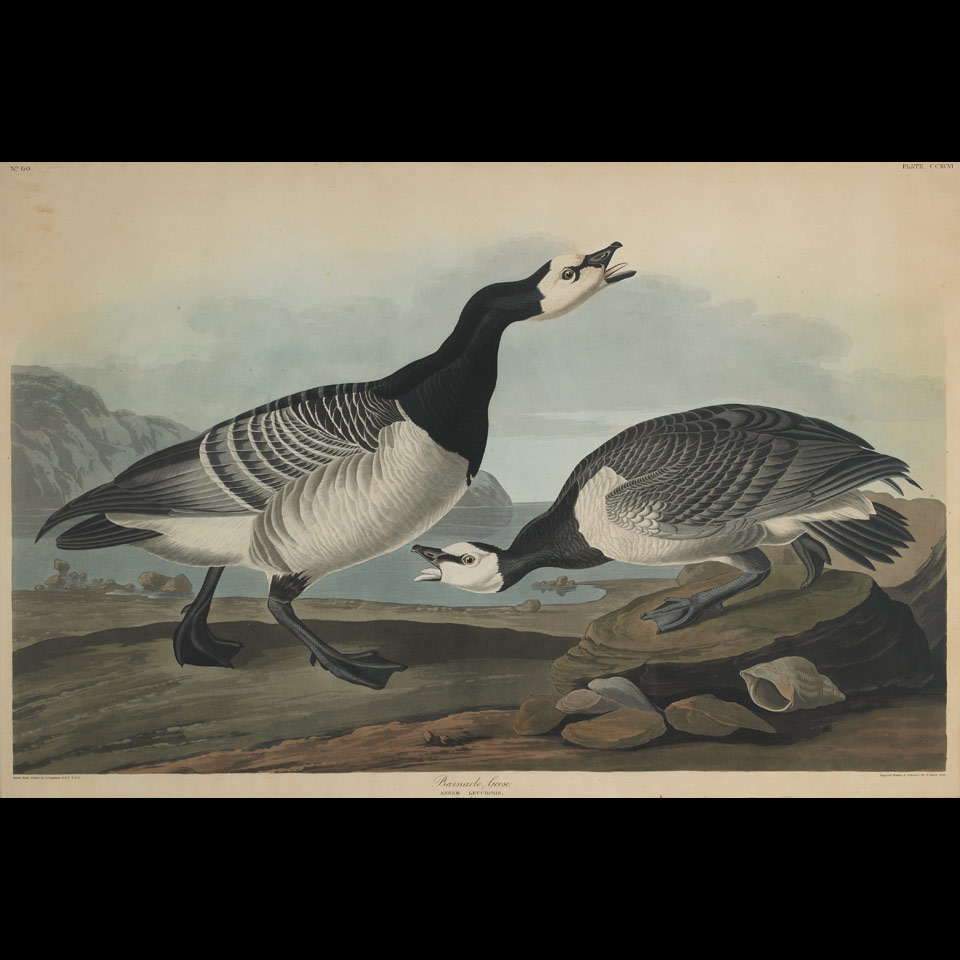 Appraisal: After John James Audubon - American BARNACLE GOOSE PLATE CCXCVI