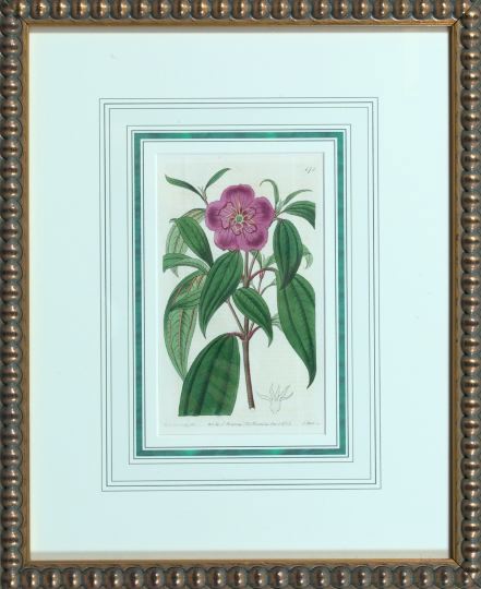 Appraisal: Sydenham Edwards British - Botanicals suite of ten hand-colored engravings