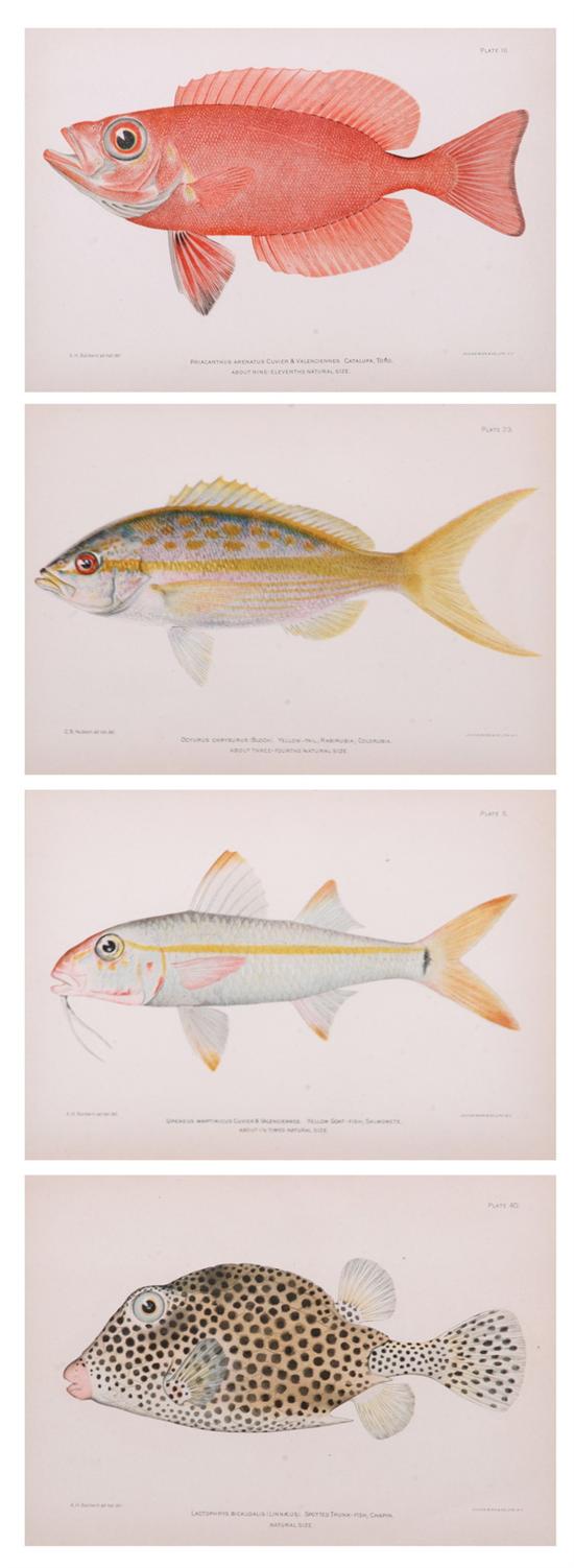 Appraisal: AFTER A H BALDWIN th century Tropical Fish Studies Eight