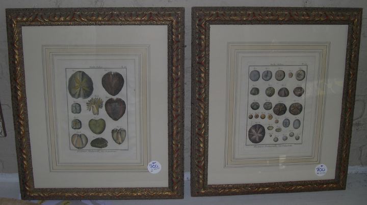 Appraisal: French School Late th Century Seashells pair of hand-colored copper