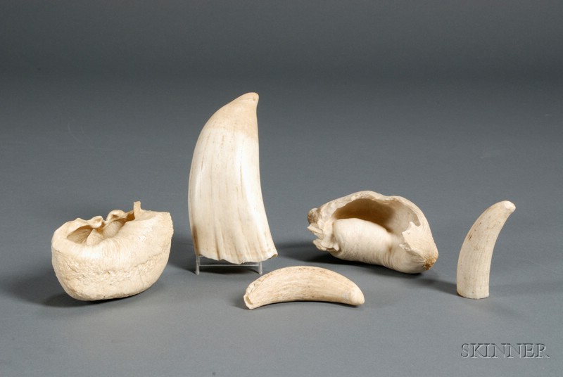 Appraisal: Three Whale's Teeth and a Pair of Whale Ear Bones