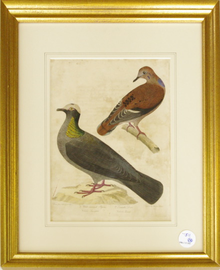 Appraisal: Alexander Lawson American - Bird Specimens pair of hand-colored engravings