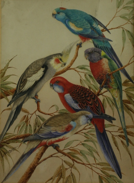 Appraisal: Neville William Cayley Junior - Group of Five Parrots watercolour