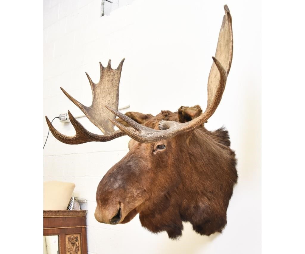 Appraisal: Taxidermy moose head probably mid th c h x w