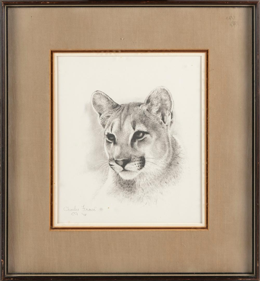 Appraisal: CHARLES FRACE TENNESSEE - SKETCH OF A MOUNTAIN LION PENCIL