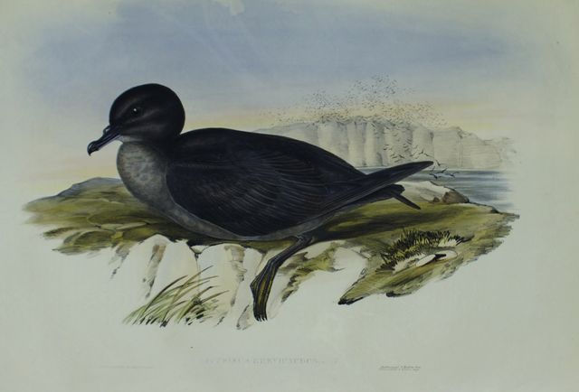 Appraisal: Short-tailed Petrel Puffinus Brevicaudus