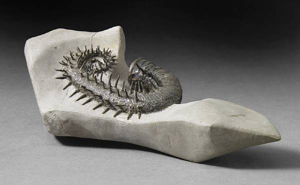 Appraisal: French Spiny Ammonite Acrioceras meriani Middle Cretaceous Alpes de Haute