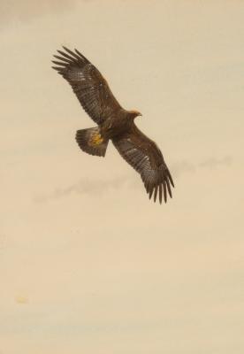 Appraisal: Peter Hayman Golden Eagle watercolour cm x cm