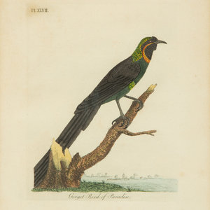 Appraisal: A Collection Ten Ornithological Gilt Framed Hand Colored Lithographs from