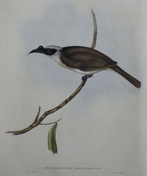 Appraisal: Silvery-crowned Friar-bird Tropidorhynchus Argenticeps Lithograph by Elizabeth Gould