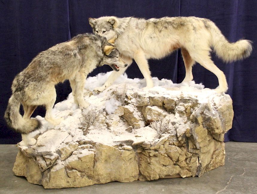 Appraisal: Montana Timber Wolves Taxidermy Mountain Scene for sale in this