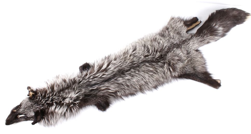 Appraisal: Montana Silver Fox Trophy Taxidermy Hide Featured in this lot