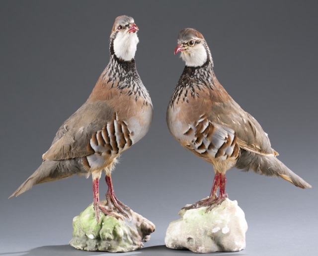 Appraisal: Pair of Taxidermy Red-Legged Partridges Provenance The Estate of Robert