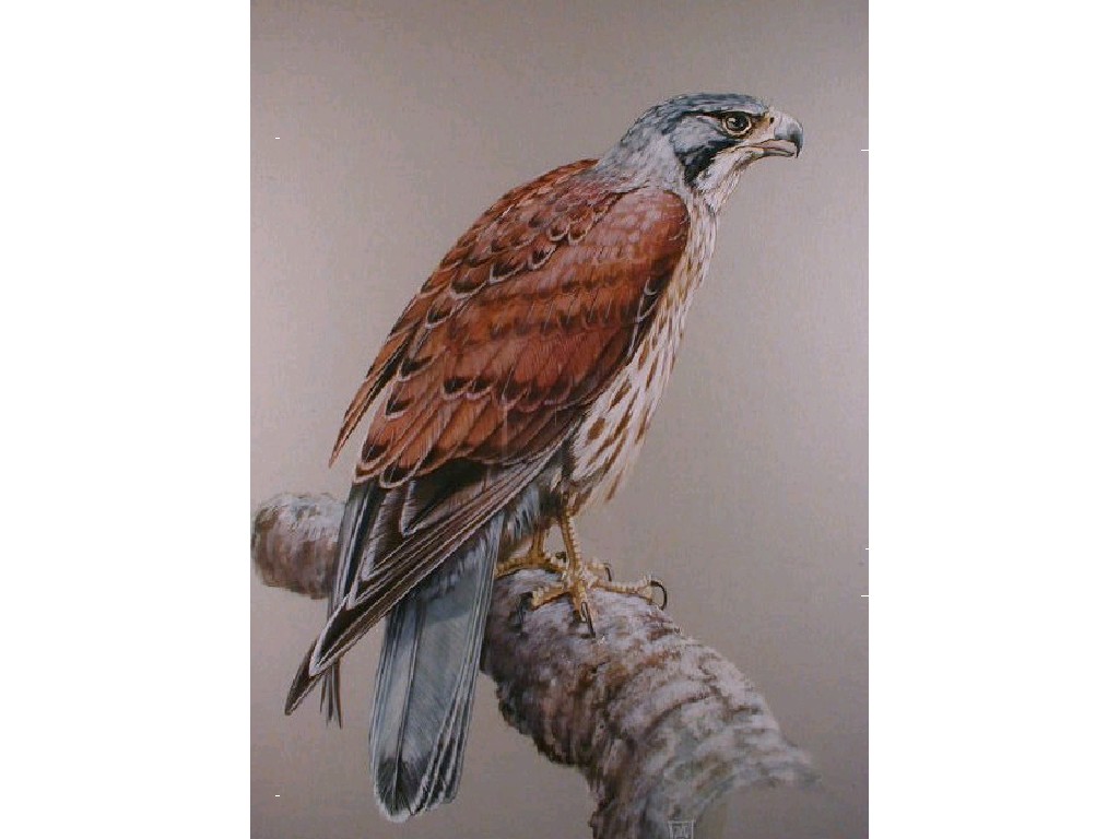 Appraisal: M S - A study of a kestrel sitting on