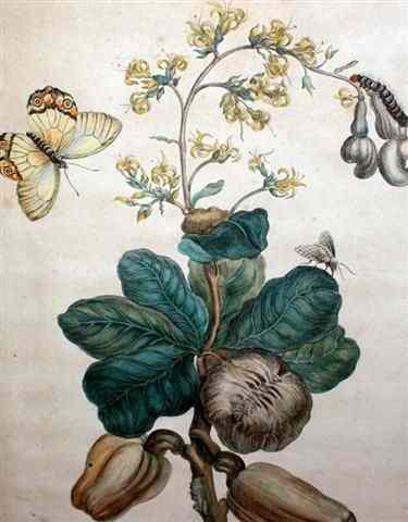 Appraisal: P SLUYTERA group of four botanical engravings hand-coloured x