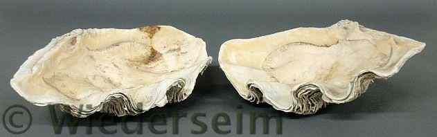 Appraisal: Two South Pacific giant clam shells l