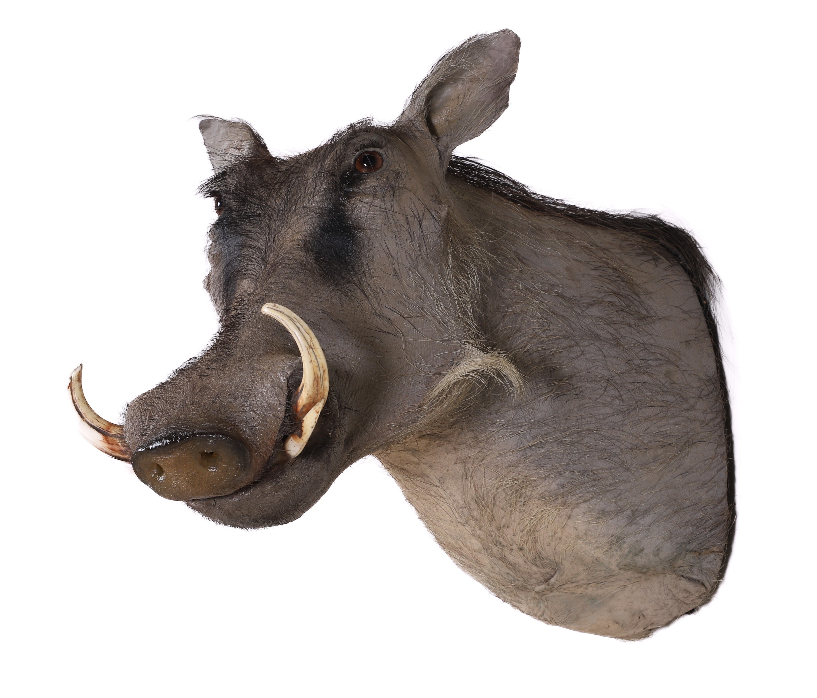 Appraisal: Warthog Shoulder Mount Taxidermy