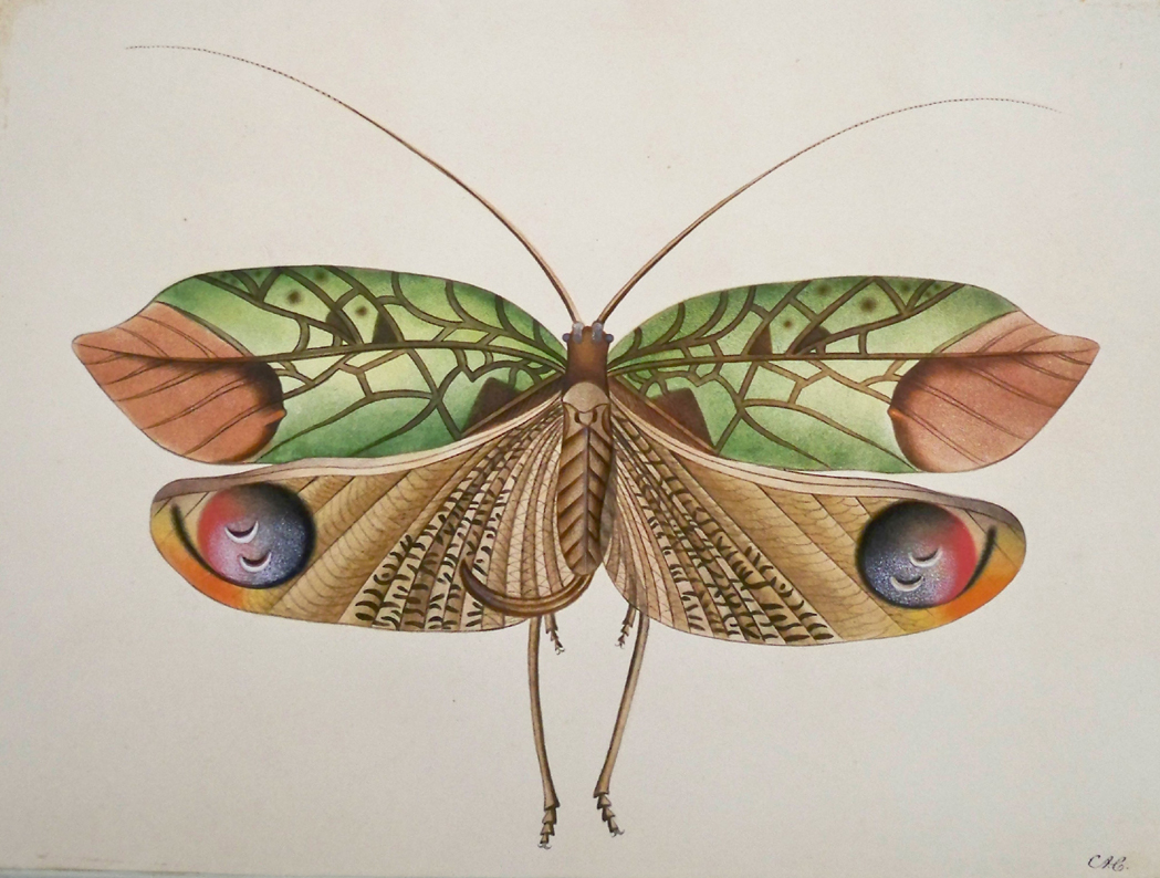 Appraisal: European School th Century Study of a Moth Signed with