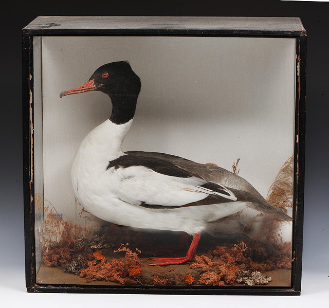 Appraisal: AN OLD PRESERVED SEABIRD with black head and white body