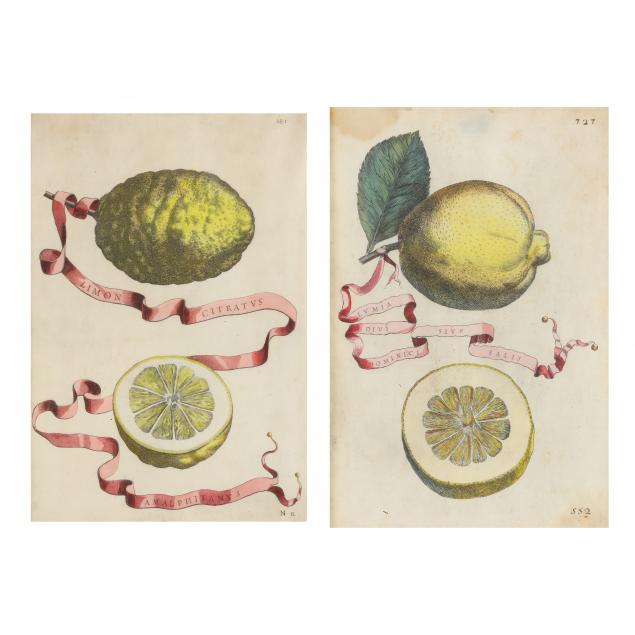 Appraisal: GIOVANNI BATTISTA FERRARI ITALIAN - TWO ANTIQUE CITRUS ENGRAVINGS Hand-colored