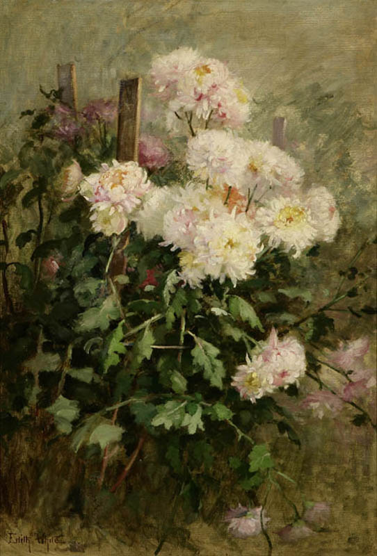 Appraisal: Edith White - Edith White - Berkeley CA chrysanthemums ''x