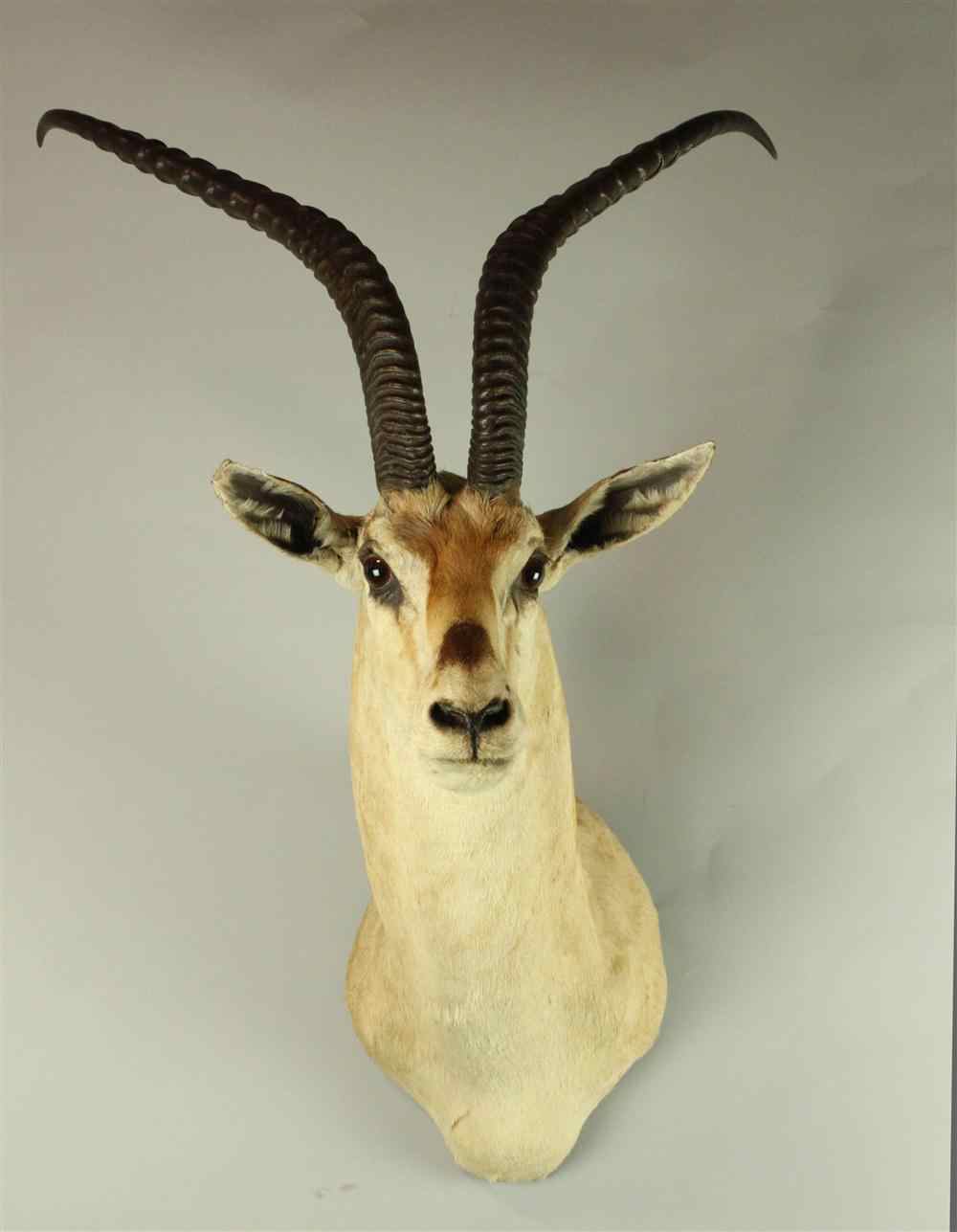 Appraisal: EAST AFRICAN ROBERT'S GAZELLE TAXIDERMY SHOULDER MOUNT LABELED ''JAMES L