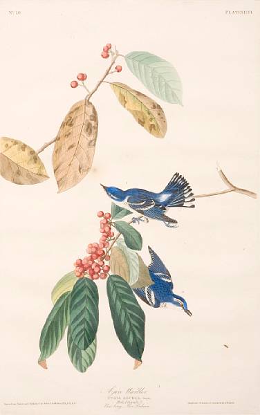 Appraisal: After John James Audubon American - Azure Warbler Pl From