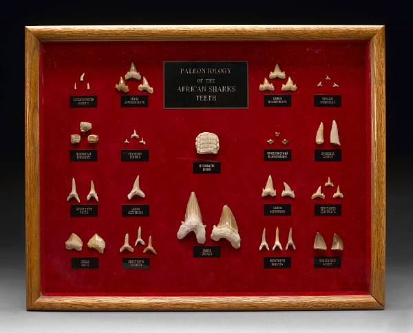 Appraisal: Collection of Fossil African Shark Teeth Various Species Africa An