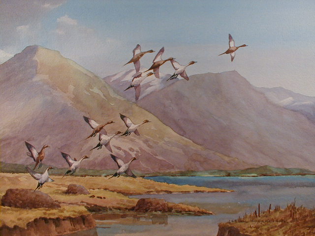 Appraisal: Cecil Hodgkinson - Pintails in Ireland watercolour drawing signed cm